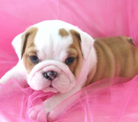 Healthy English Bulldog Puppies Available