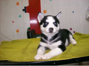 male/female Siberian Husky Puppies