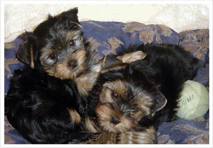 $90 Male And $90 Female Yorkie Puppies ready for adoption in Abbeville