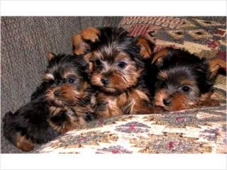 Cute Healthy Teacup Yorkies Puppies For Free Adoption