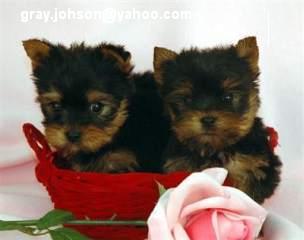 Shiny Face Male And Female Yorkie Re-Homing