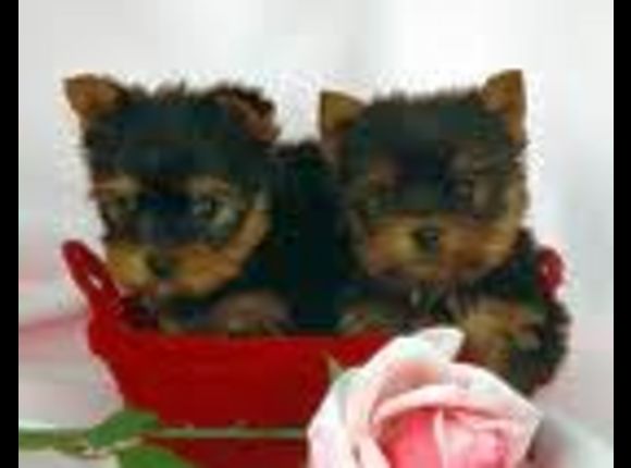 A Home Two Yorkies Puppies