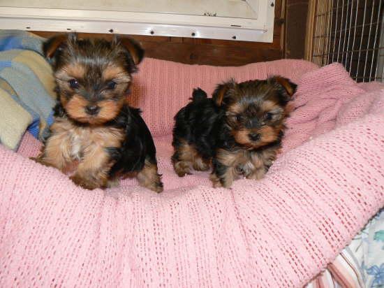 Free tea cup yorkies puppies