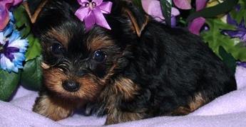 Yorkie Puppies for $160