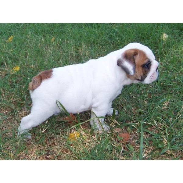 ENGLISH BULLDOG PUPPIES FOR FREE ADOPTION