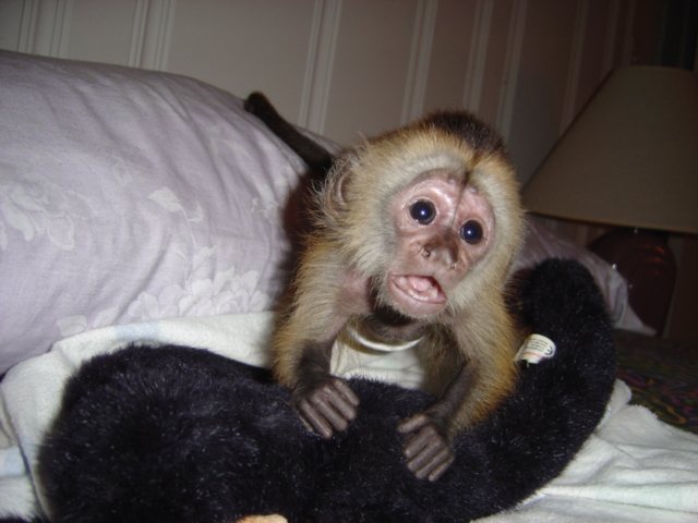 Intelligent Baby Capuchin Monkeys For Free Adoption