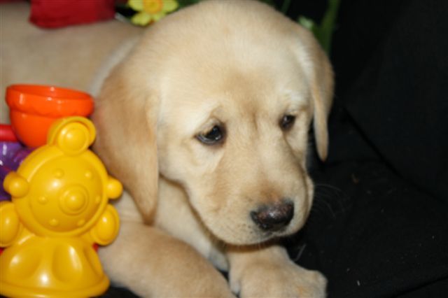 Registered Yellow Labrador Retriever for rehome