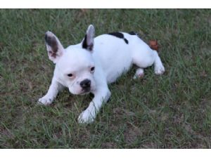 French Bulldog for rehome