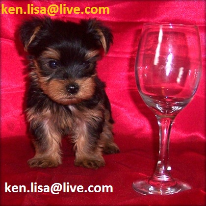 Cute Male &amp; Female Yorkie Puppies(ken.lisa@live.com)