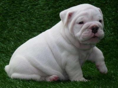 English Bulldog Puppies Available.