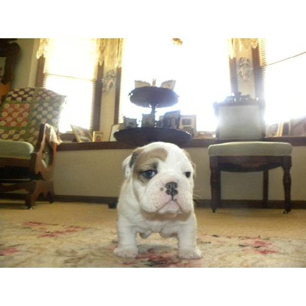 Charming Akc English Bulldog Puppy for Adoption