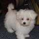 Pretty Teacup Maltese Puppies For Free Adoption