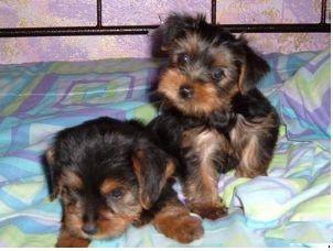 Nice Male And Female Yorkie puppies for adoption