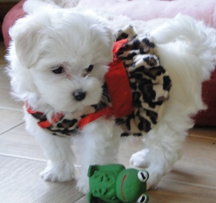 Adoable Maltese puppies into loving pet homes