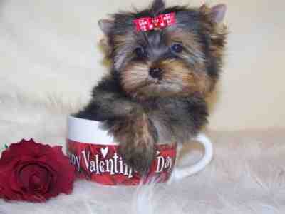 Cute Adorable Yorkie puppies For Adoption.