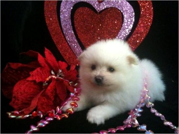 Toy Pomeranian puppies ready now to good homes