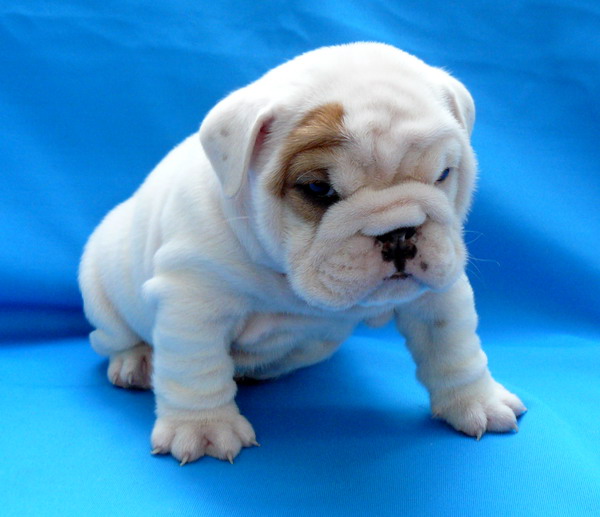 affectionate english bulldog puppy for a new home