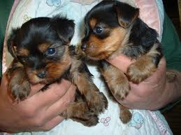 Teacup Yorkie Puppies For Free Adoption