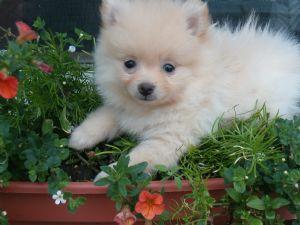 Adorable Teacup Pomeranian Puppies for Adoption