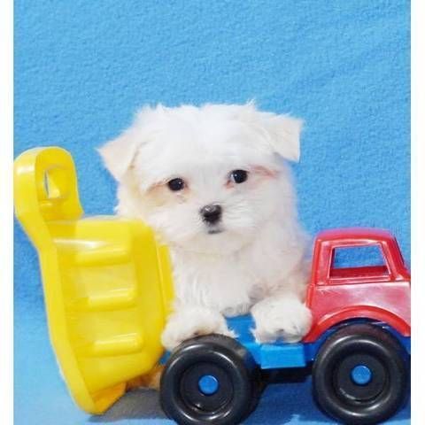 Beautiful Maltese Puppies