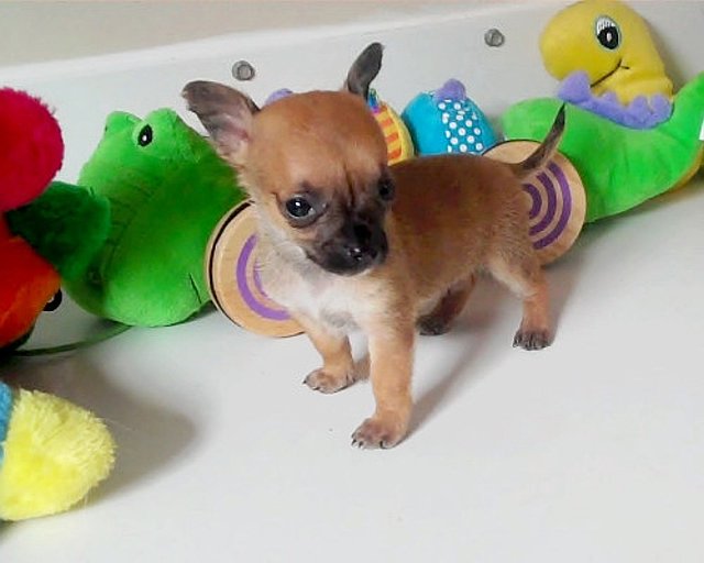 chihuahua puppy for sale