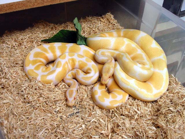 1.1 albion and 1.2 piebald pythons for adoption