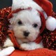 Sweet Spunky T-Cup Maltese Puppies For Adoption(Free)