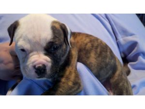 American Bulldog for adoption