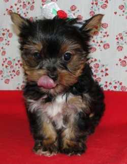 Tea Cup Yorkie Puppies for Adoption