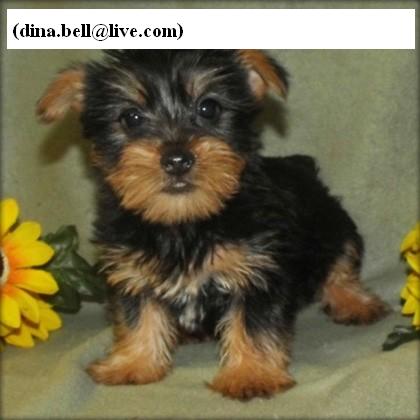Three Cute and Available Yorkie(dina.bell@live.com)