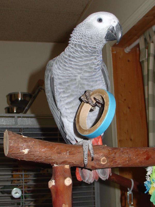 FULL WEANED AFRICAN GREY BABIES FOR SALE