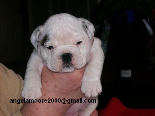 LOVELY ENGLISH BULLDOG PUPPIES FOR ADOPTION