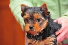 Cute Yorky puppies