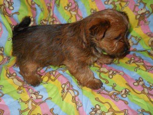 CUTE CKC FEMALE GOLD YORKSHIRE (YORKSHIRE TERRIER) ON SALE!!! PLEASE READ ALL AD BEFORE contacting