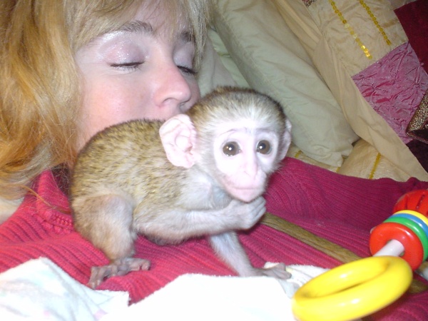Cute male and female Bottle fed  capuchin Monkeys available