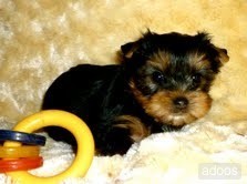 Teacup Yorkie Puppy For Adoption