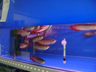 SUPER RED AROWANA FISH AND OTHERS FOR SALE