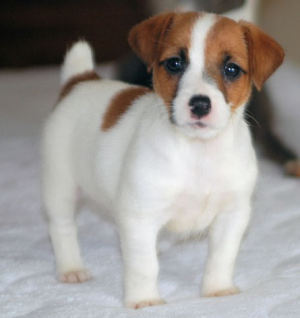 lovely head up jack russel