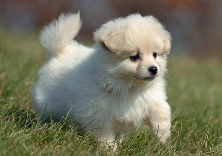 Lovely  Female Pomeranian Puppy  For Adoption!!