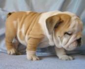 Adorable English bulldog puppies for free adoption