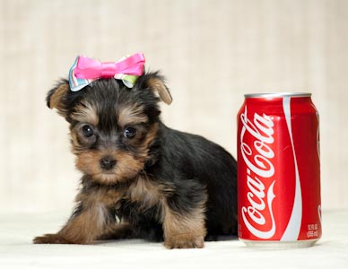 Cute Male And Female Yorkie Puppies For Free Adoption(potty Trained)