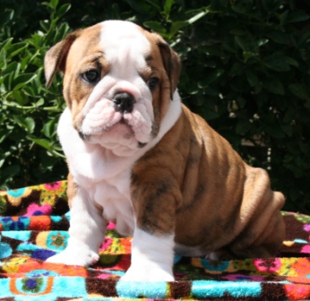 ENGLISH BULLDOG PUPPIES READY