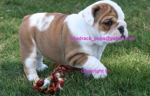 Outstanding English bulldog puppies FOR FREE ADOPTION