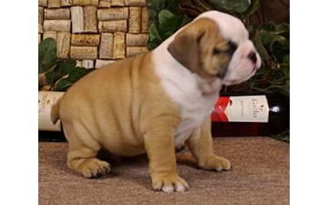 Two Cute English Bulldog Puppies for Free Adoption