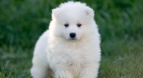 ADORABLE SAMOYED PUPPY FOR HOME CARE
