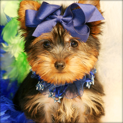 Well Trained yorkie puppy for Adoption