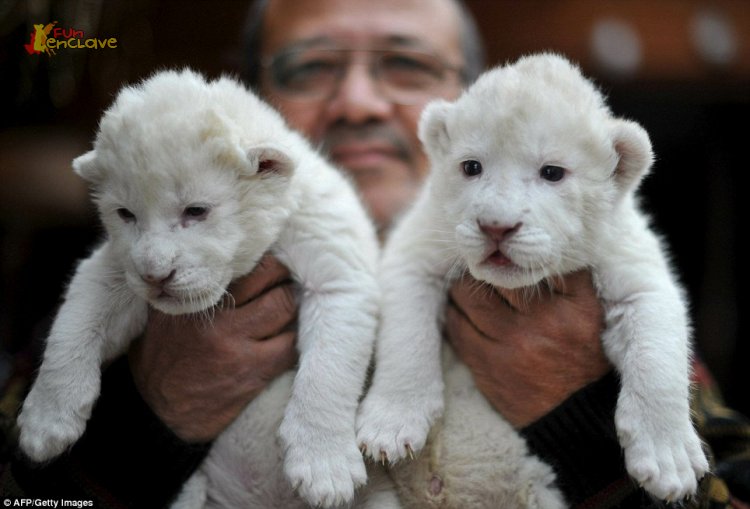 excellent temperament cubs for sale