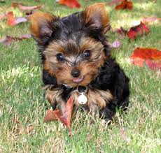 cute and lovely tea cup yorkie puppy for re-homing