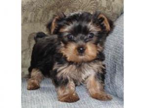 playfull yorkie puppy for your kids