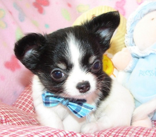 chihuahua puppy for rehoming